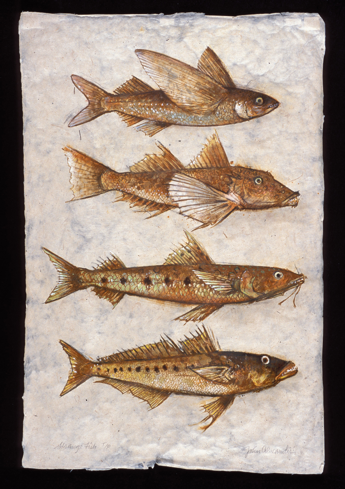 Alexander, John "Strange Fish"