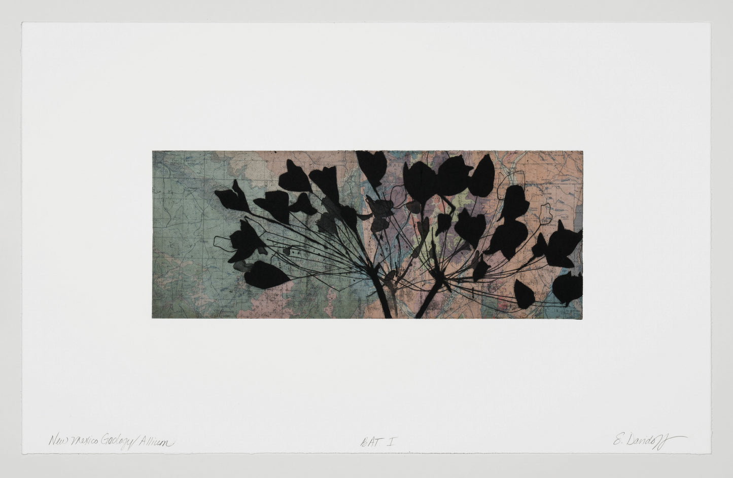 Davidoff, Suzi * "New Mexico Geology | Allium"