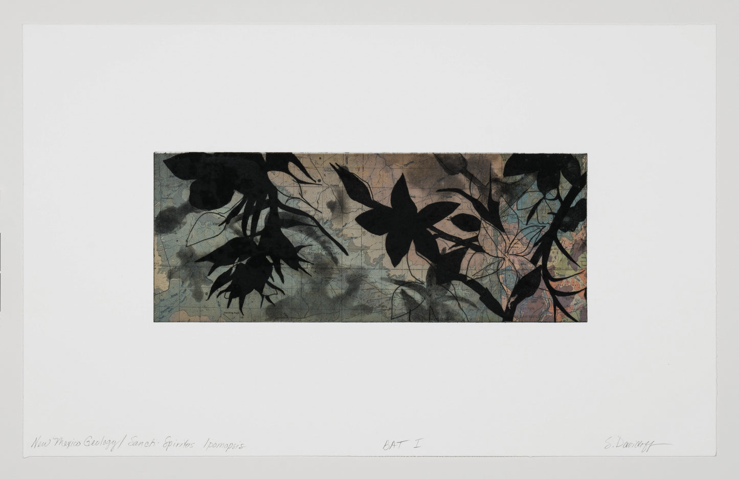 Suzi Davidoff * "New Mexico Geology | Sancti-Spiritos Ipomopsis"