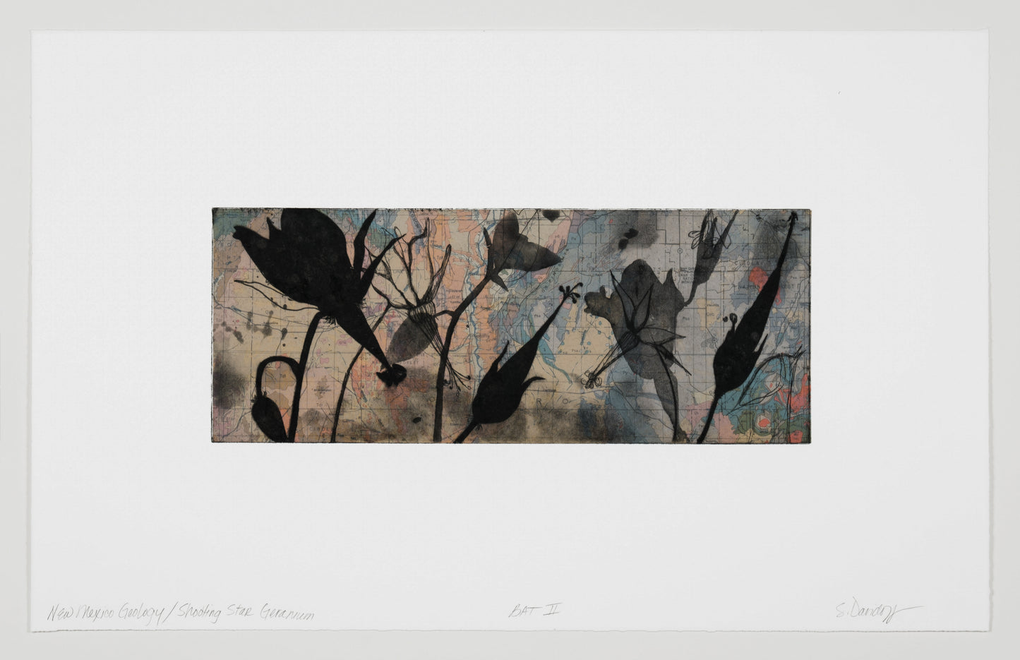 Suzi Davidoff "New Mexico Geology | Shooting Star Geranium"