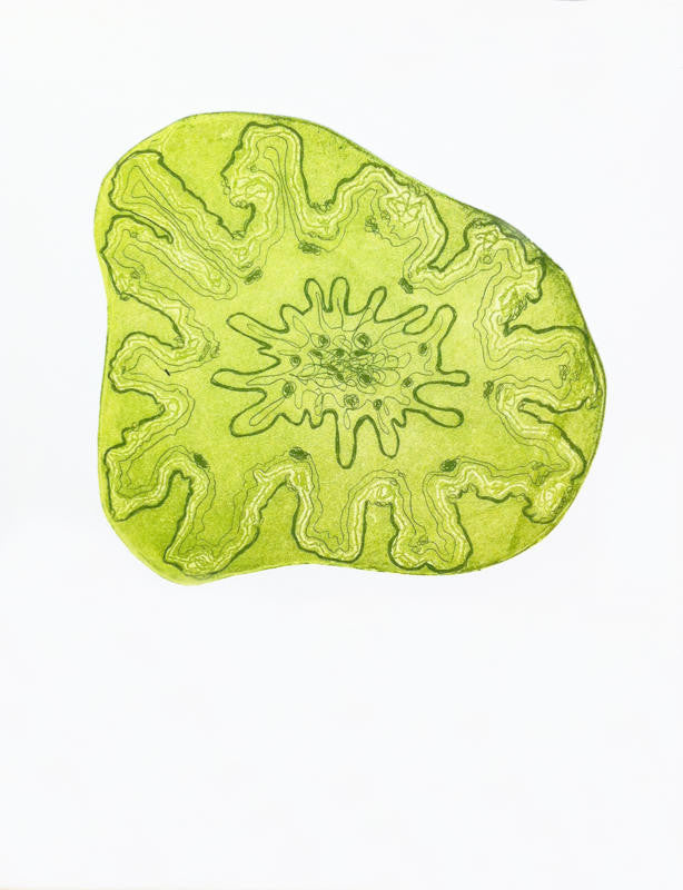 Fernandez, Sandra "Cellular Memory II"