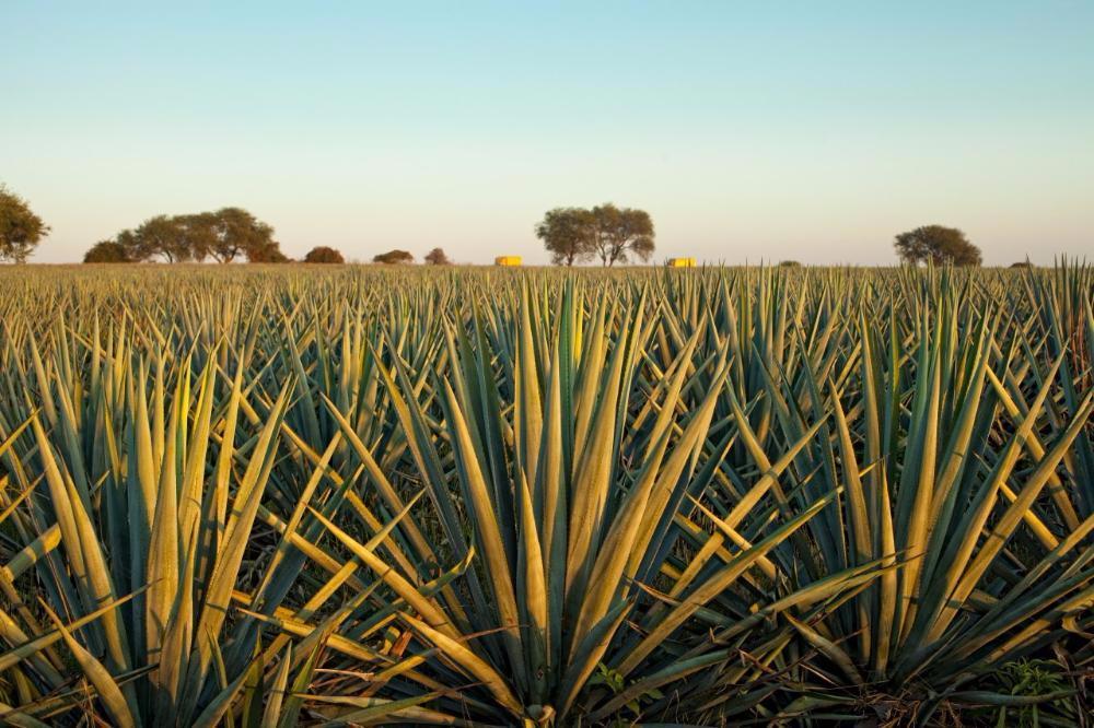 Don Julio: Agave Azul
