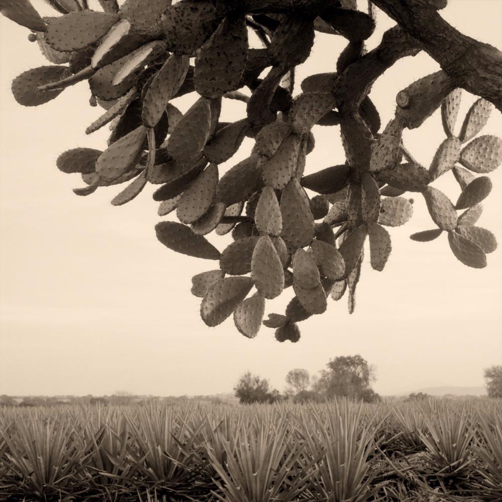 Nopalera