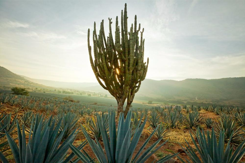 Atotonilco El Alto